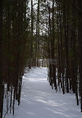 森林,路徑,雪