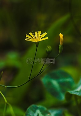 野花,野生,自然
