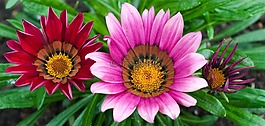 花,粉紅色,紫色