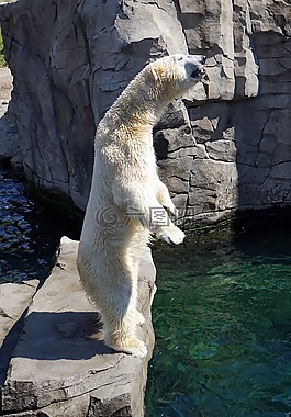 白熊,捕食,動(dòng)物園