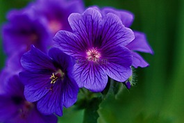 紫色,花,花園