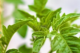 番茄,溫室,增長