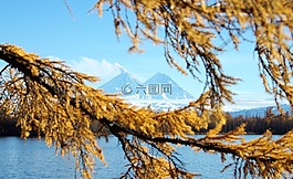 秋季,火山,落葉松