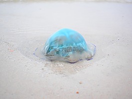 藍色水母,水母,霞水母兼 lamarckii