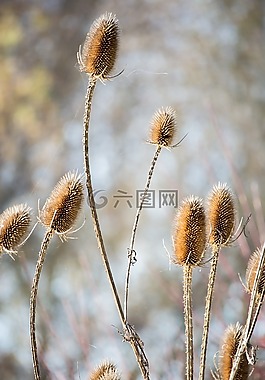 花,開花,布朗