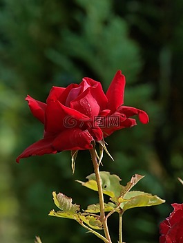 玫瑰,紅色,愛(ài)情