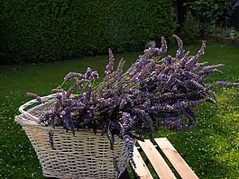 熏衣草,開花,購物籃