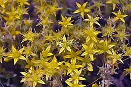 性質(zhì),鮮花,夏季花卉