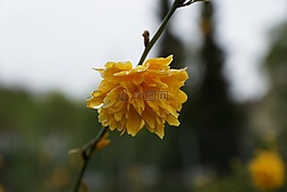 花,黃色,開花