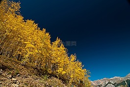 森林,景觀,山