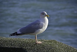 鳥,海鷗,動(dòng)物區(qū)系