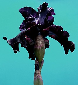 鳶尾花,特寫(xiě),花的