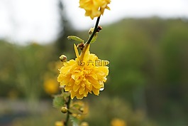 花,黃色,開花