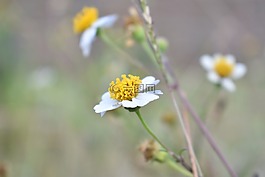 雛菊花,花,野生花卉