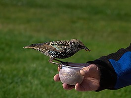 歐椋鳥,鳥,引人注目