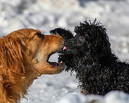 狗,播放,輕易取勝