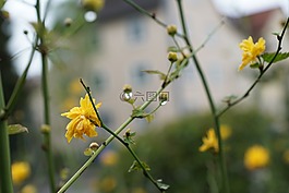花,黃色,開(kāi)花