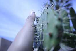 仙人掌,天空,手