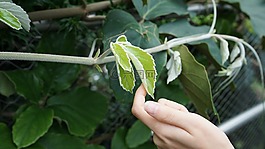 新葉,芽,接觸