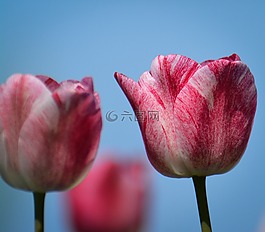 郁金香,花卉,荷蘭