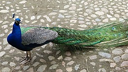 孔雀,性質(zhì),鳥
