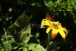 蝴蝶,雛菊,花