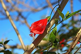 花,紅色的,性質