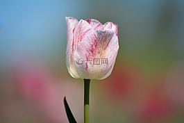 郁金香,花卉,荷蘭