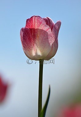 郁金香,花卉,荷蘭