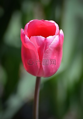 郁金香,花卉,荷蘭