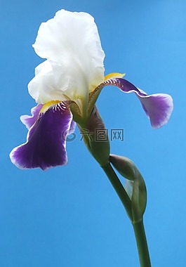 鳶尾花,花,開(kāi)花