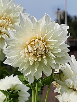 嬌琴紗,花,開花
