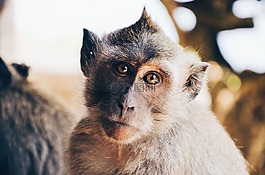 動物,特寫,可愛
