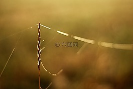 草,網(wǎng)絡(luò),早晨