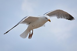 鳥,海鷗,性質(zhì)