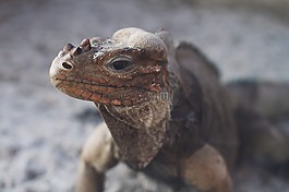 動物,特寫,蜥蜴