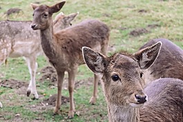 動物,特寫,可愛