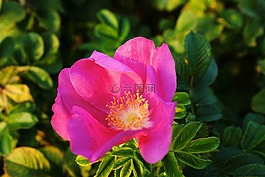 野玫瑰,玫瑰,粉紅色