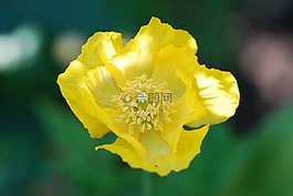 罌粟,花卉,黃色