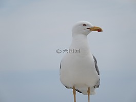 海鷗,鳥,鷗