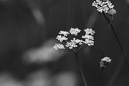 鮮花,春天的花朵,春