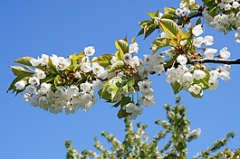 櫻花,樹,春天