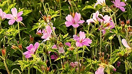 花,領(lǐng)域的鮮花,粉紅色的花