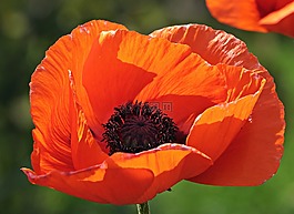 klatschmohn,花,開(kāi)花