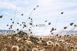 盛開(kāi),開(kāi)花,蒲公英