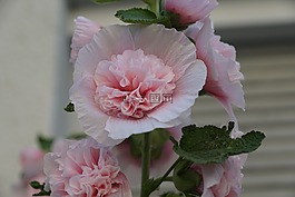 錦葵,花,玫瑰