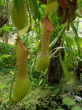 豬籠草,叢林,性質(zhì)