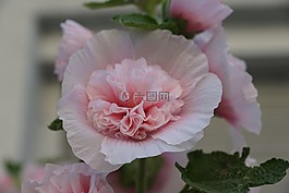 錦葵,花,玫瑰