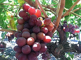 葡萄,藤,有機(jī)