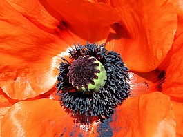 花,花園,特寫